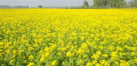 Mustard field of Bangladesh : r/pics