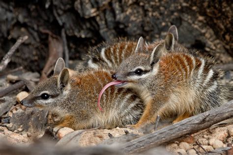 Numbat - WWF Australia | Numbat | WWF Australia