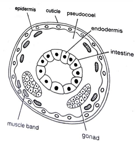 ORGANIZATION OF COELOM | ZOOLOGYTALKS | 2022