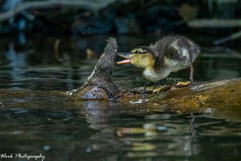 Baby Mallard Duck | Backcountry Gallery Photography Forums