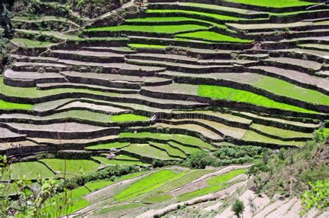 Step farming in the uttaranchal Himalayas India. Step farming technique in india , #AD, # ...