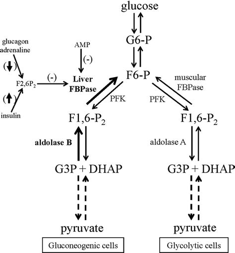 Aldolase enzyme function, blood test, levels & aldolase deficiency