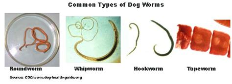 Dog Worms Types: Symptoms Treatment and Prevention