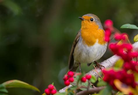 Download Passerine Bird Animal Robin HD Wallpaper