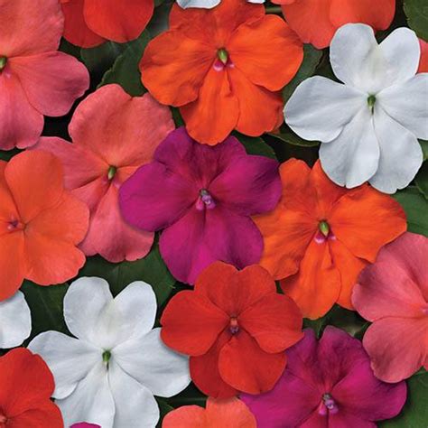 Bizzy Lizzy RED Bedding Plants 12 Garden Ready Plants Impatiens Garden & Outdoors Flowers