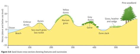 Sand dunes Diagram | Quizlet