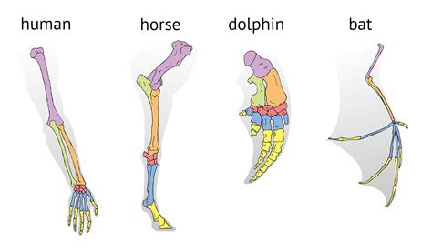 Unit 5: Evolution and Classification - Ms. Everage (2019 - 2020)