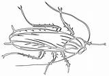 Cockroach Coloring Pages To Download And Print For Free sketch template
