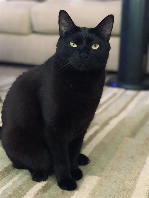 a black cat sitting on top of a rug