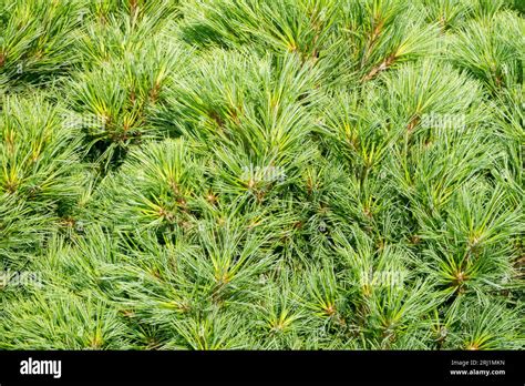 Pinus strobus diablo hi-res stock photography and images - Alamy