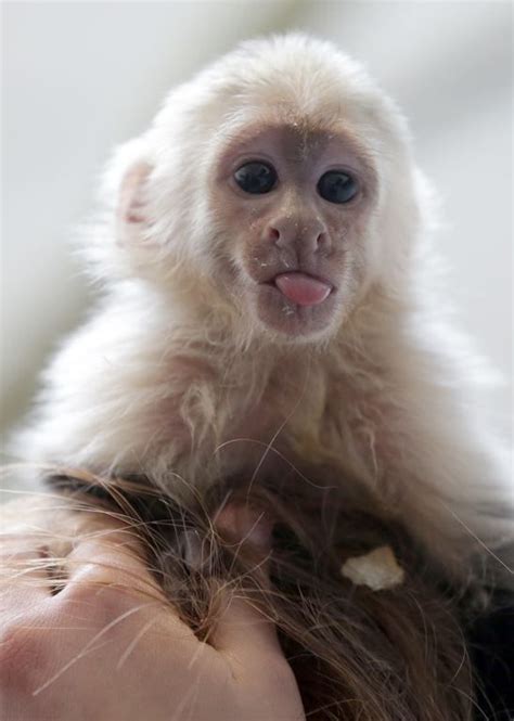 17 Best images about Capuchin monkeys on Pinterest | Mothers, Melbourne and Australia