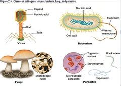 Physiology Immune & Diabetes Flashcards | Quizlet