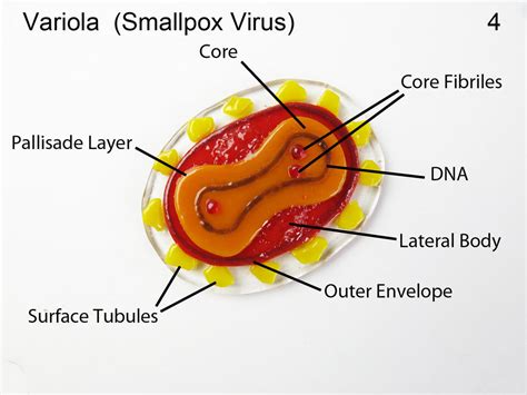 Smallpox 4 Variola Virus Fused Glass Oranment by trilobiteglassworks on ...