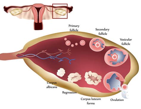 12 Ovulation Symptoms & Signs | 69% Of Women Don't Know These