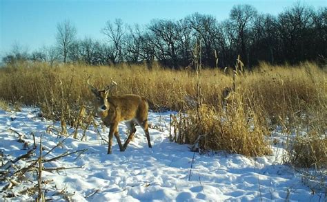 Creating Whitetail Habitat Quickly | Deer habitat, Whitetail hunting, Habitats