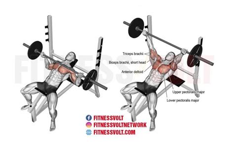 Incline Reverse-Grip Barbell Bench Press (Chest) – Fitness Volt