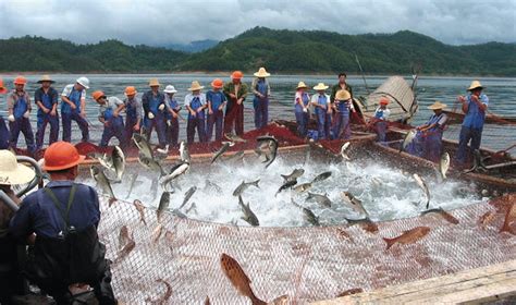 Freshwater fish culture in China - Responsible Seafood Advocate