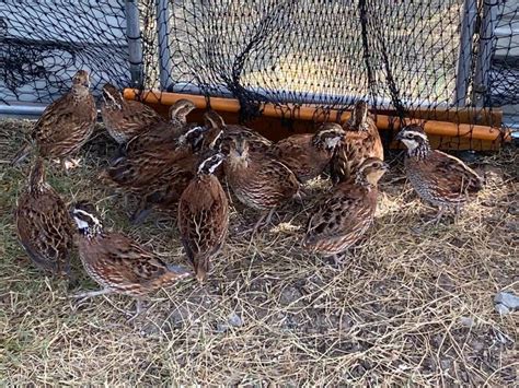 SOLD Georgia Jumbo Bobwhite Quail For Sale - Texas Hunting Forum