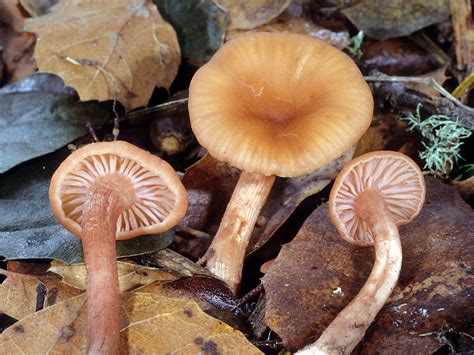 California Fungi: Laccaria laccata