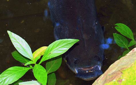 AN ELECTRIC EEL...AMAZON RIVER. | Electric eel - Rio Negro -… | Flickr