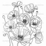 Large Poppy Flower Coloring Page  Best Site sketch template