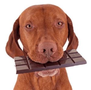 Why is Chocolate Bad For Dogs? - Cat Sitter Toronto Inc.