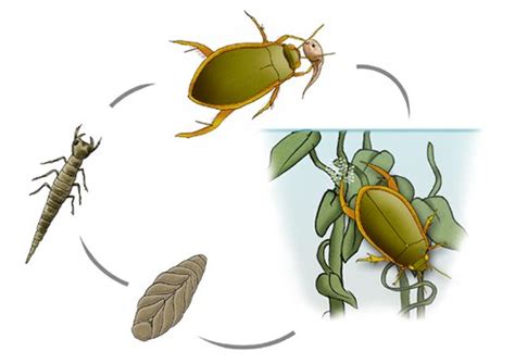 Diving Beetle life cycle - Australian Museum