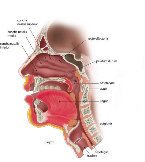 Slagter - Drawing Head and neck: sagittal section - Latin labels | AnatomyTOOL