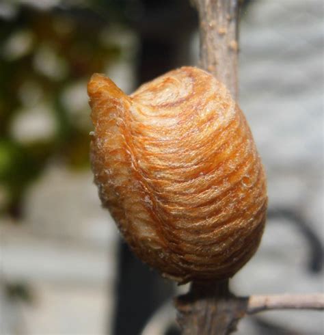 Praying Mantis Eggs