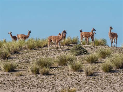 guanacos - Top Spots for this Photo Theme