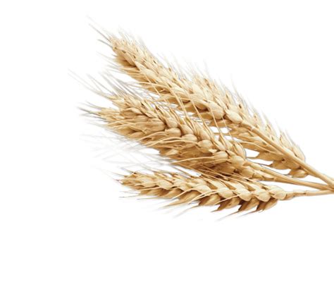 Wheat clipart transparent background, Wheat transparent background Transparent FREE for download ...