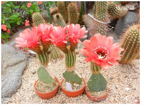 Orchid's Daily Voice (Home Page): Colorful Cacti♪