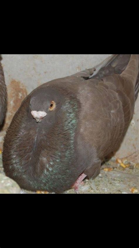 Egyptian pigeons | Pigeon, Egyptian, Beef