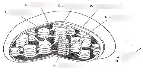 Chloroplast Diagram | Quizlet