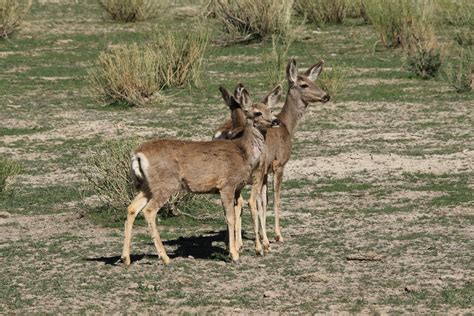 Utah Wildlife | Flickr