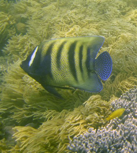 Angelfish, The Great Barrier Reef | This fish was about 15 i… | Flickr