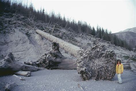 Logging the Mt St Helens Blast Zone in 1983 - AR15.COM