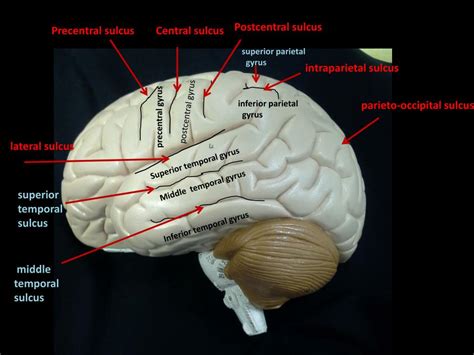 Transverse Fissure Of Brain - Asking List