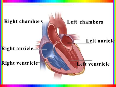 Structure Of A Heart