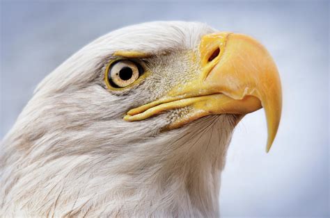 Eagle Eye Photograph by Amanda Horst