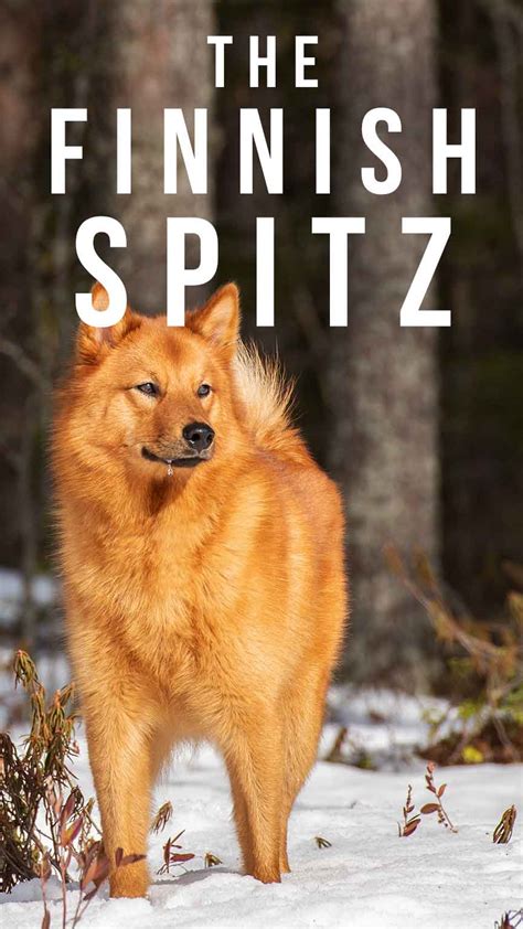 Finnish Spitz - Your Guide To An Ancient And Isolated Dog Breed