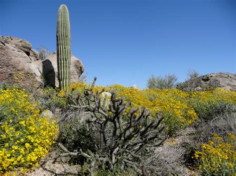 Hot and Dry Climate - The Desert