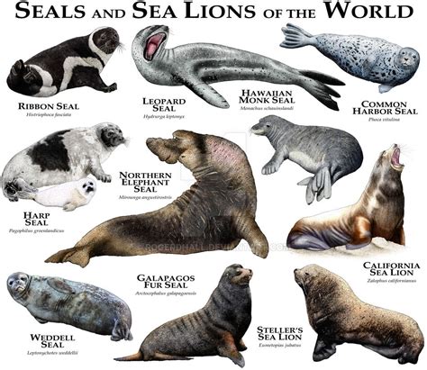 Seals and Sea Lions of the World by rogerdhall on DeviantArt | Sea lion, Sea mammal, Marine animals