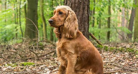 Cocker Spaniel Dog Breed (Information, Pictures & Characteristic)