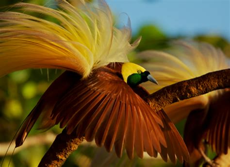 WWF Indonesia calls for conservation of Papua’s birds-of-paradise ...