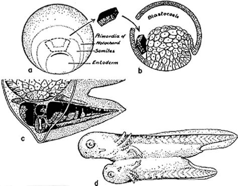 Diagrammatic representation of the experiment by Hilde Mangold that... | Download Scientific Diagram