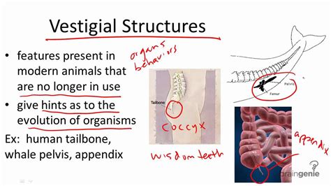 11.1.4 Vestigial Structures - YouTube