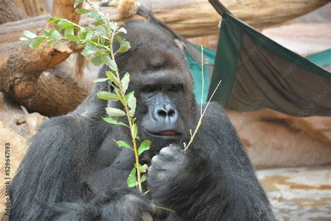 Gorilla eats and looks. Gorilla eyes. Gorilla close-up. Gorilla look. The world of animals ...