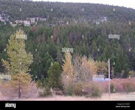 Mountain Pine Beetle Stock Photo - Alamy