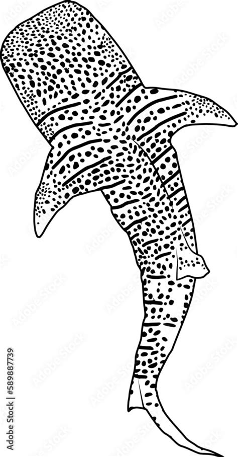 Hand drawn whale shark vector illustration line art editable, Contour ...